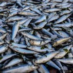 ikan lokal