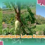 pemanfaatan lahan kosong