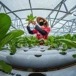 Hydroponic Farming