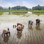 Petani Indonesia
