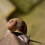 Siput kecil berjalan perlahan di atas dahan kayu, lambang ketenangan dan slow living