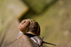 Siput kecil berjalan perlahan di atas dahan kayu, lambang ketenangan dan slow living