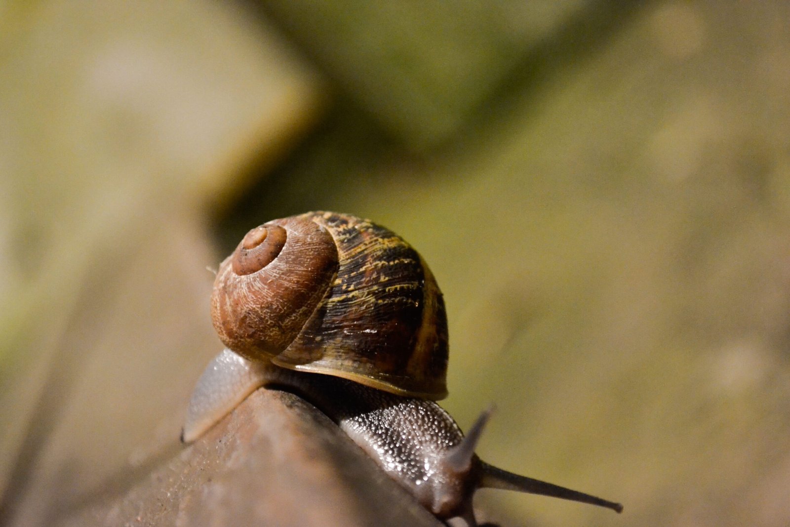 Siput kecil berjalan perlahan di atas dahan kayu, lambang ketenangan dan slow living